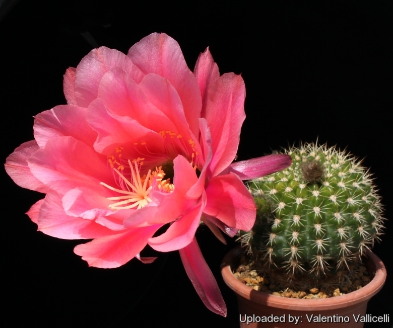 Echinopsis kermesina (Pseudolobivia kermesina)​