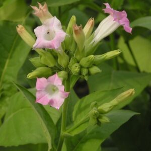 Virginischer Tabak (Nicotiana tabacum)​