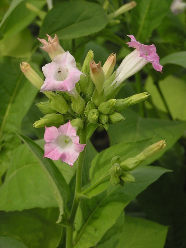 Virginischer Tabak (Nicotiana tabacum)​