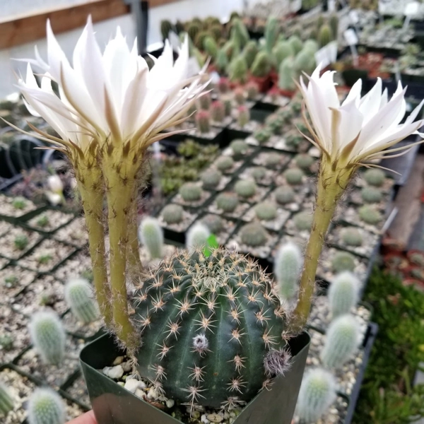 Echinopsis kratochviliana (Pseudolobivia kratochviliana)​