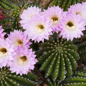 Echinopsis (Echinopsis)​