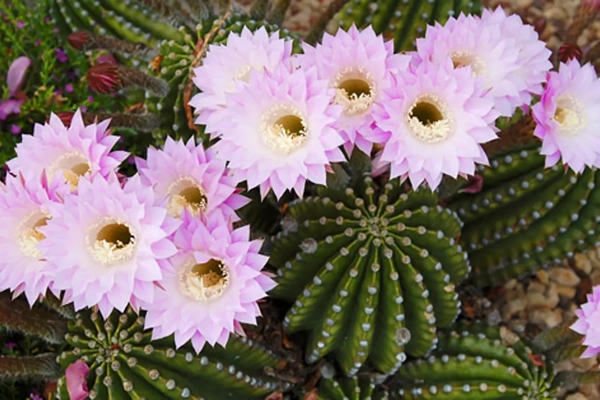 Echinopsis (Echinopsis)​