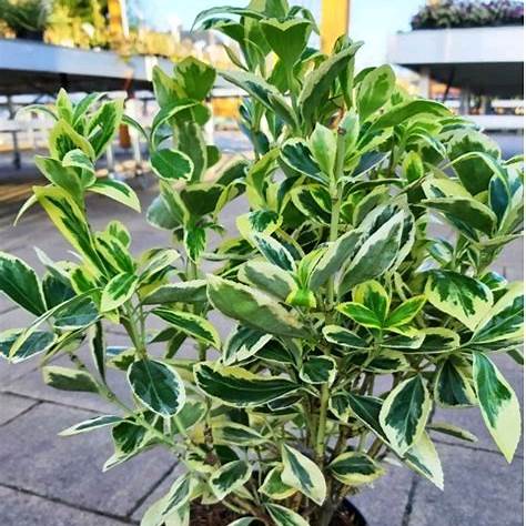 Pfaffenhütchen (Euonymus)