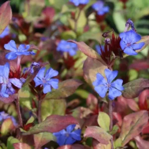 Bleiwurz (Ceratostigma plumbaginoides)​