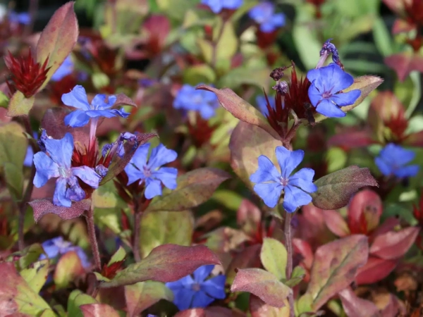Bleiwurz (Ceratostigma plumbaginoides)​