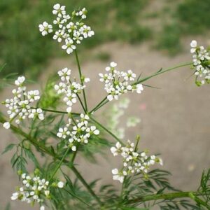 Kerbelrübe (Chaerophyllum bulbosum) in Blüte, mit weißen Dolden