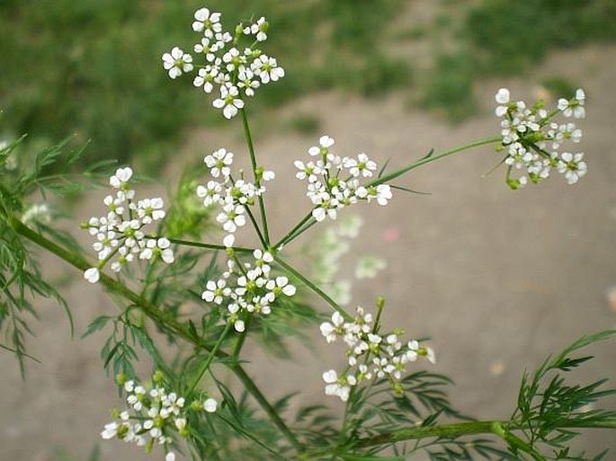 Knollenkerbel (Chaerophyllum bulbosum)​