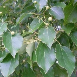 Kampferbaum (Cinnamomum camphora)