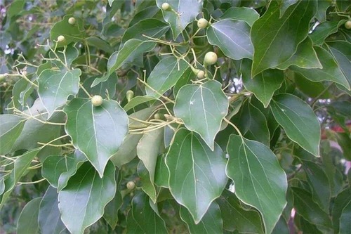Kampferbaum (Cinnamomum camphora)