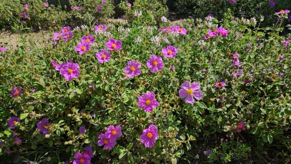 Kretische Zistrose (Cistus incanus ssp. creticus)​