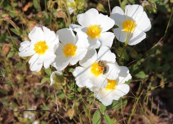 Hybride Zistrose (Cistus × hybridus, Cistus populifolius × Cistus salviifolius) ​