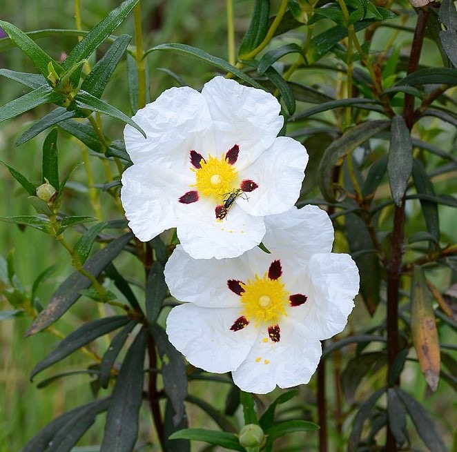 Lackzistrose (Cistus ladanifer)​