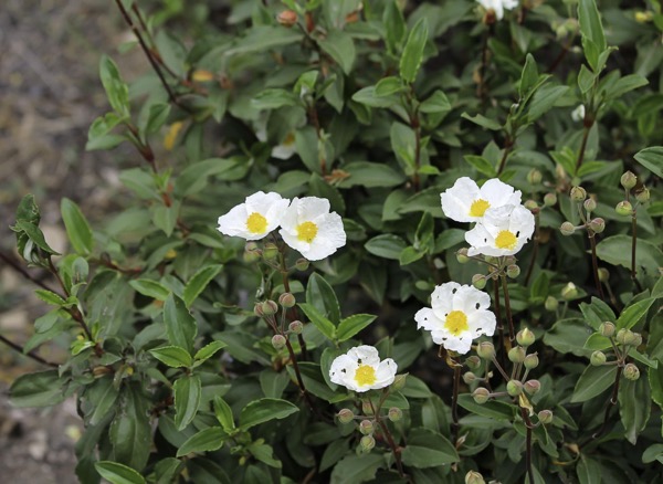 Lorbeerblättrige Zistrose (Cistus laurifolius)​