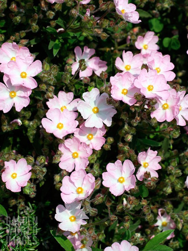 Skanbergs Zistrose (Cistus × skanbergii, Cistus monspeliensis × Cistus parviflorus)​