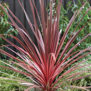 Keulenlilie - Cordyline australis 'Charlie Boy'