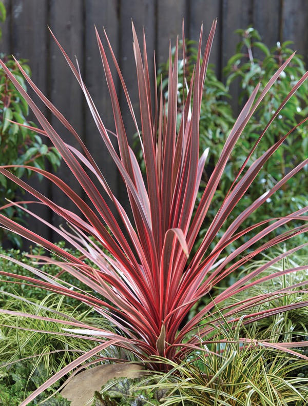 Keulenlilie - Cordyline australis 'Charlie Boy'