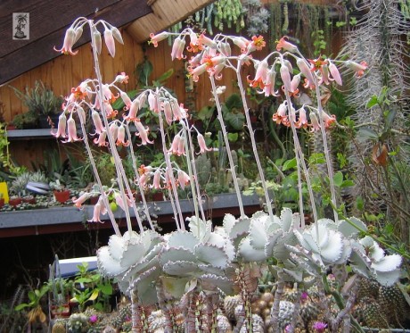 Kotyledon gewellt (Cotyledon undulata)​