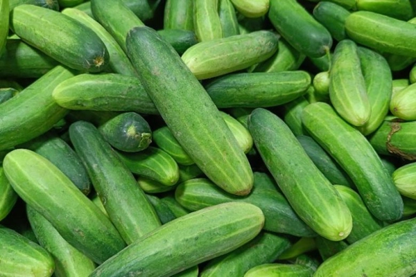 Gurke (Cucumis sativus)​