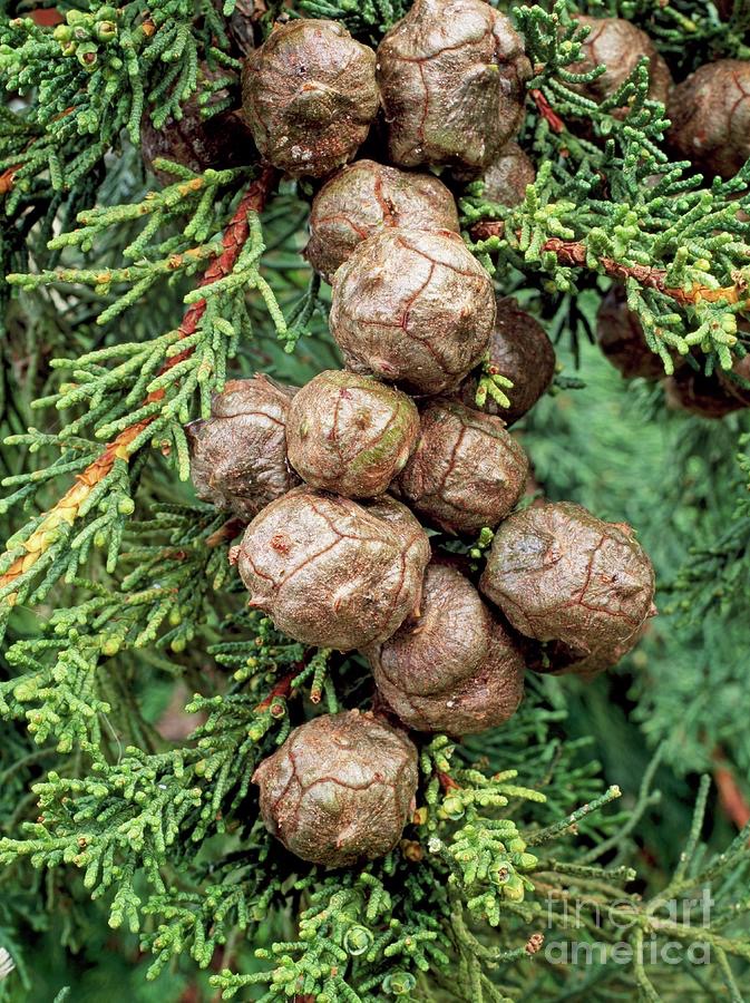 Monterey-Zypresse (Cupressus macrocarpa)​