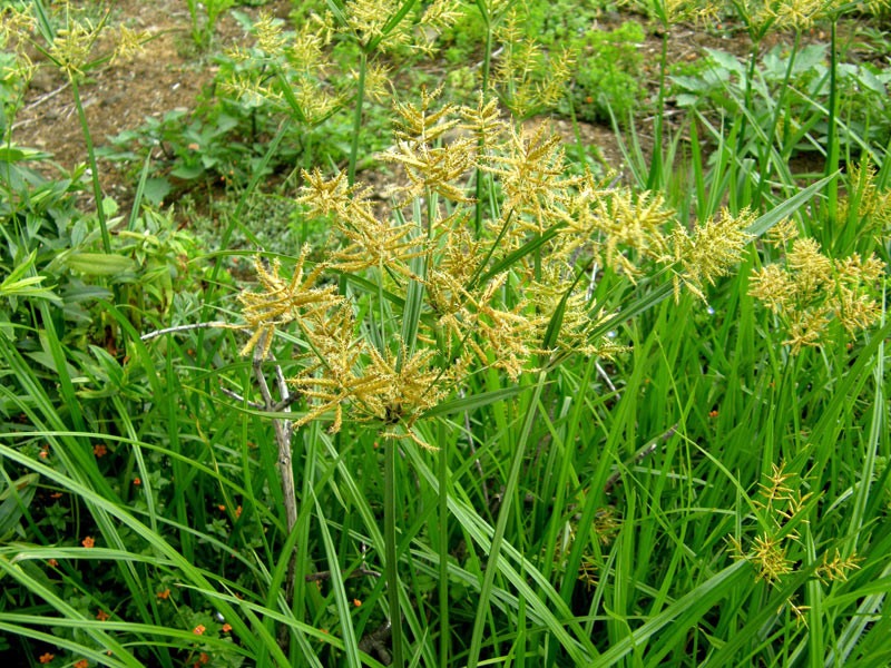 Erdmandel (Cyperus esculentus)​