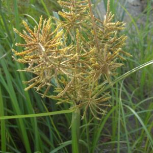 Erdmandel (Cyperus esculentus)​