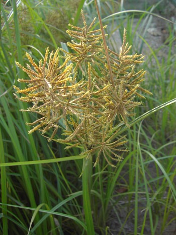 Erdmandel (Cyperus esculentus)​