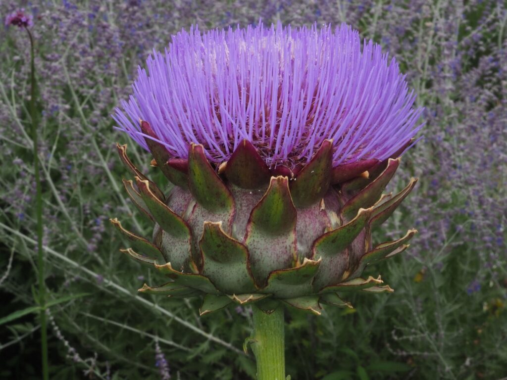 Artischocke Karde (Cynara cardunculus)​