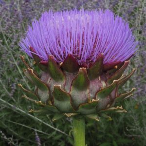 Kardone (Cynara cardunculus)​