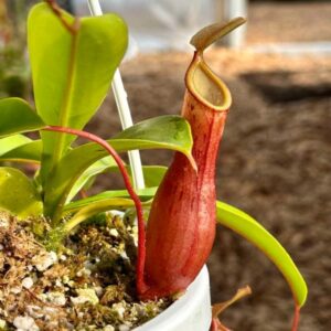 Kannenpflanze (Nepenthes)​