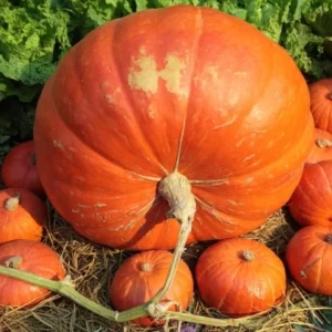 Riesenkürbis (Cucurbita maxima)​