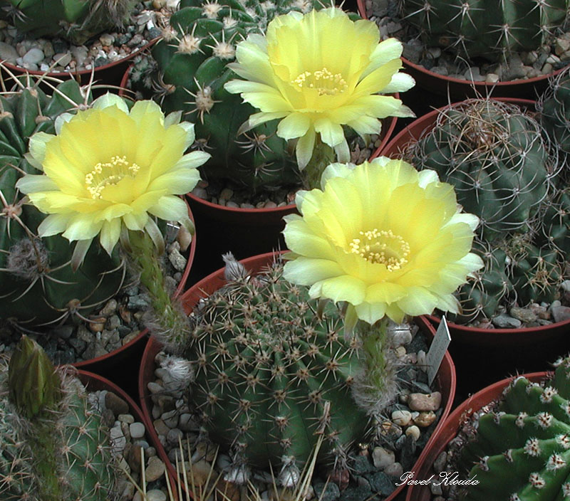 Echinopsis aurea (Pseudolobivia aurea) ​