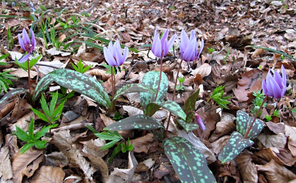 Hundszahn (Erythronium)​