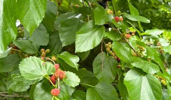 Rote Maulbeere (Morus rubra)​