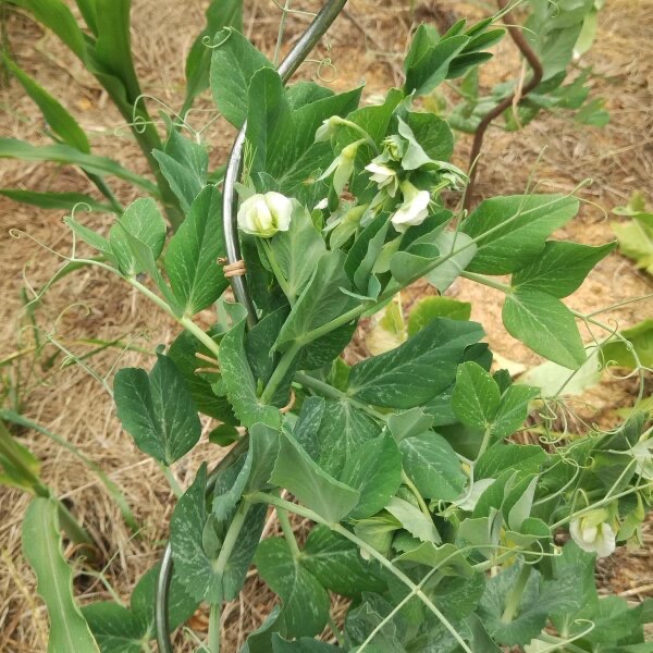 Markerbse (Pisum sativum ssp. sativum convar. medullare)​