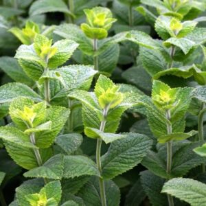Pfefferminze (Mentha piperita)​