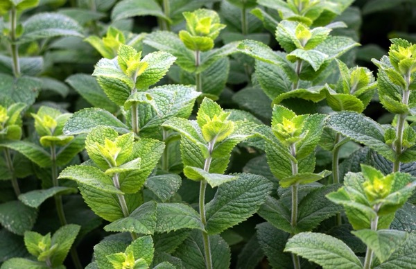 Pfefferminze (Mentha piperita)​