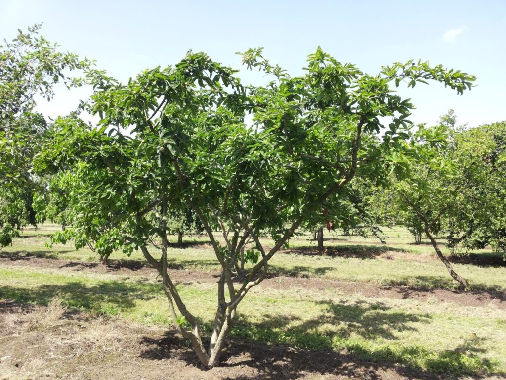 Echte Mispel (Mespilus germanica) – Strauch
