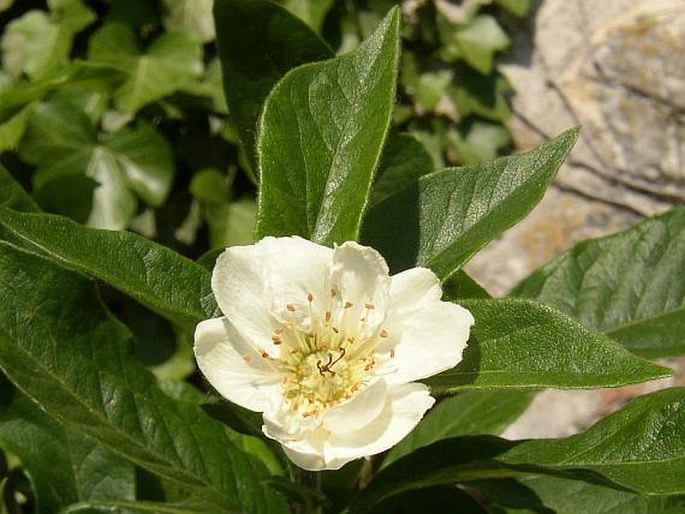 Mispel (Mespilus germanica) - Blüte