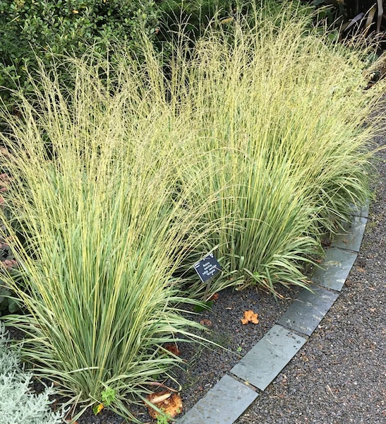 Pfeifengras - Molinia caerulea Variegata