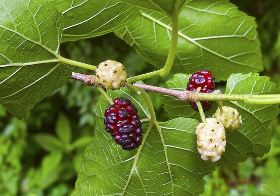 Weißer Maulbeerbaum (Morus alba)​