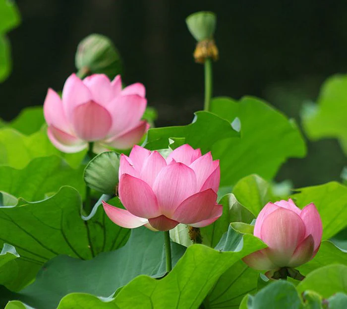 Indische Lotusblume (Nelumbo nucifera)​