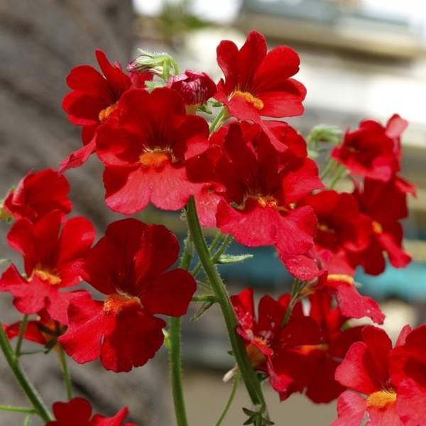 Elfenspiegel ‚Feuerkönig‘ – scharlachrote Blüten mit orangefarbenem Schlund