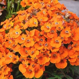 Elfenspiegel ‚Orangeprinz‘ – dicht gefüllter Blütenstand in Orange