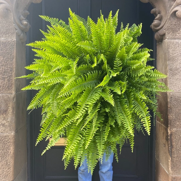 Großer Bostonfarn (Nephrolepis ‚Bostoniensis‘) mit überhängenden Wedeln vor einer dunklen Haustür