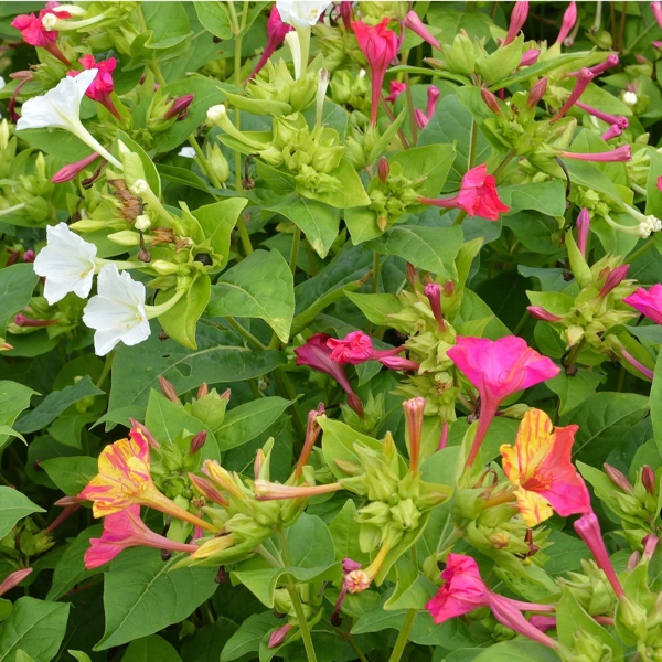 Wunderblume (Mirabilis jalapa)​