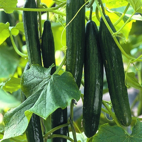 Gurke (Cucumis sativus)​ - Salatgurke