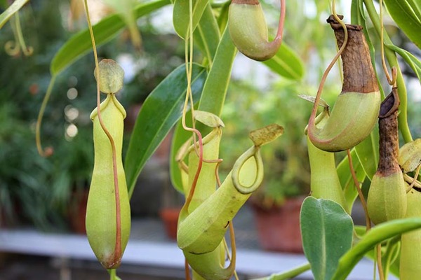 Kannenpflanze (Nepenthes)​