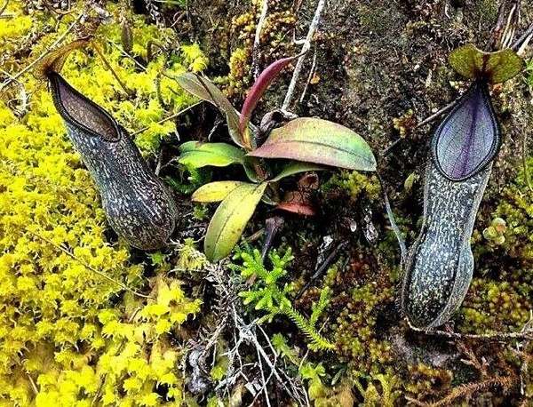 Kannenpflanze (Nepenthes Nigra)​