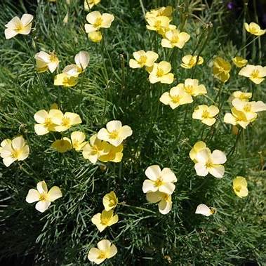 Kalifornischer Mohn (Eschscholzia tenuifolia, syn. Eschscholzia caespitosa)