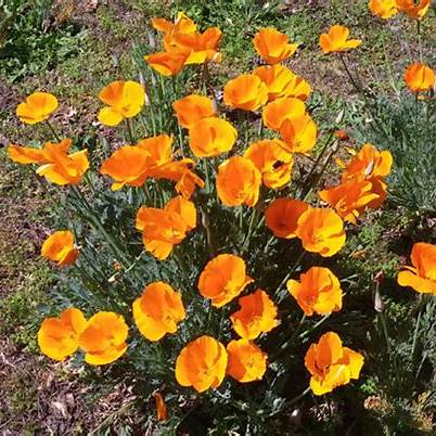 Kalifornischer Mohn (Eschscholzia)